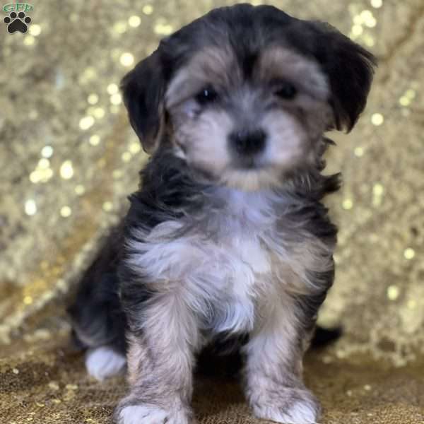 Kallie, Morkie / Yorktese Puppy